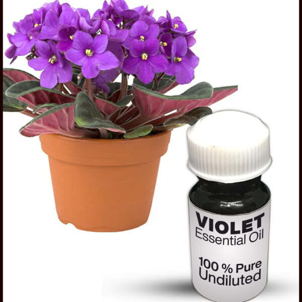 violet