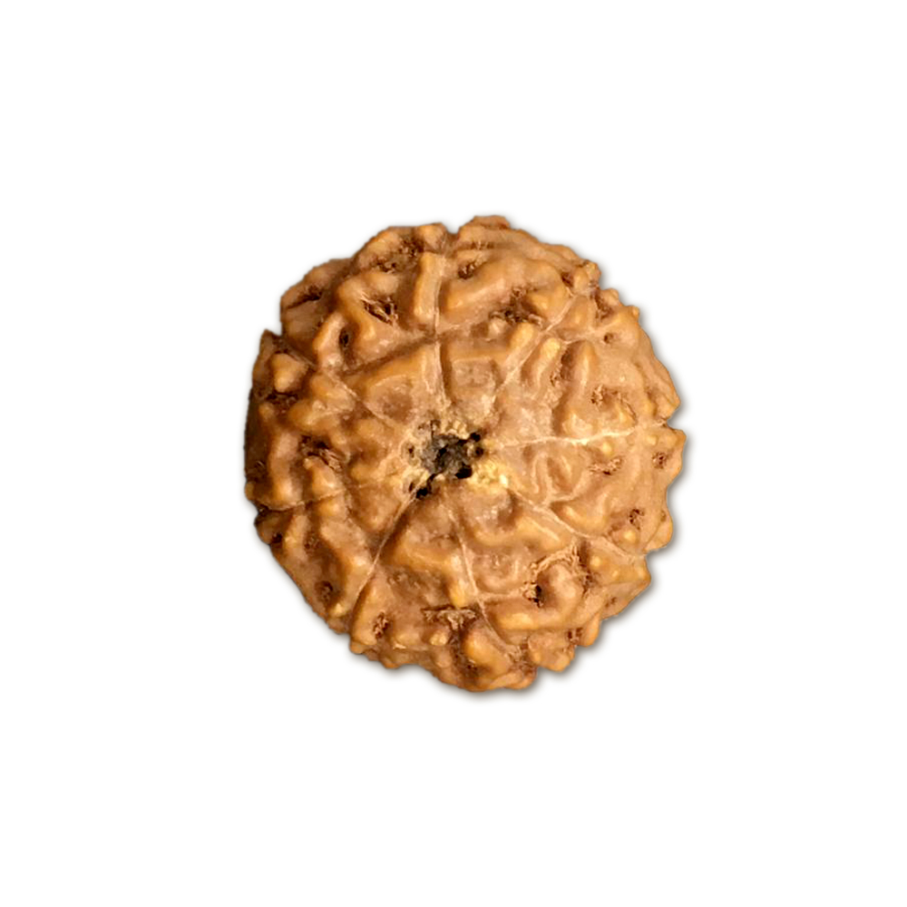 8 Mukhi Indonesian Rudraksha